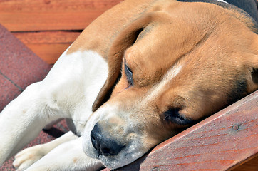 Image showing Beagle