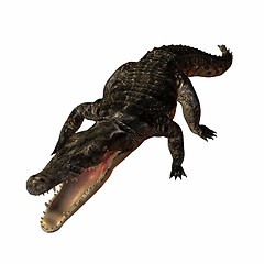 Image showing Crocodile