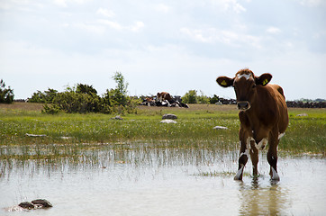 Image showing Thirsty cow