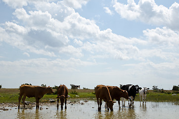 Image showing Cattle at water