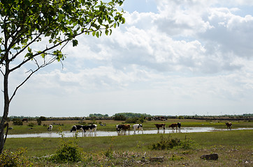 Image showing Cattle in water