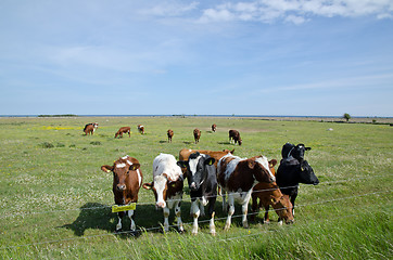 Image showing Cattle at electric lines