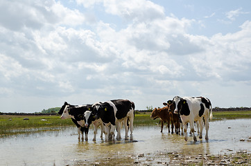 Image showing Cows enjoying water