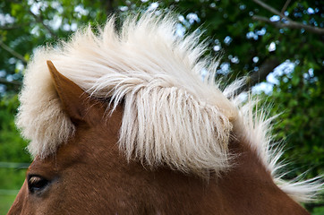 Image showing Horse hairstyle