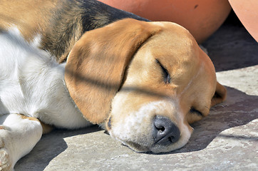 Image showing Beagle