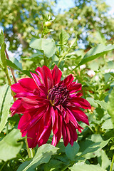 Image showing Red dahlia flower