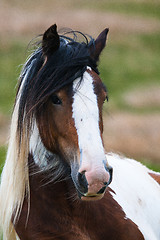 Image showing A horse