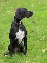 Image showing Black english pointer dog 