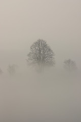 Image showing In the mist