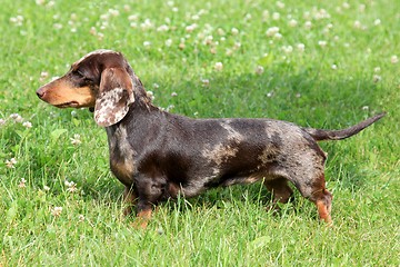 Image showing Daschhund tiger 