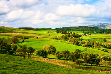 Image showing On the pasture