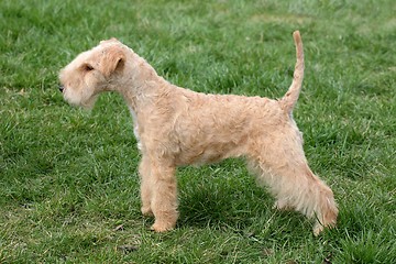 Image showing Lakeland terrier 