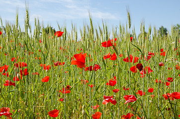 Image showing In poppy field