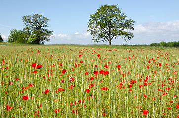 Image showing Poppy and cornfield