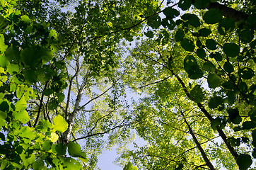 Image showing Fresh green leaves