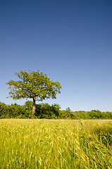 Image showing corn field oak