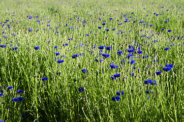 Image showing Cornflower field