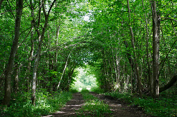 Image showing Green tunnel