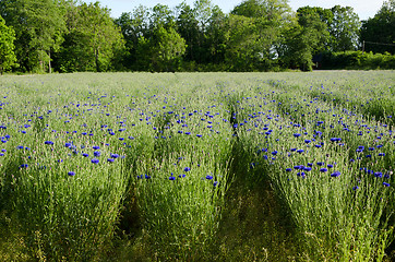 Image showing Cornflowers rows