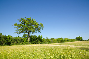 Image showing Green corn field