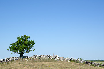 Image showing Solitaire tree