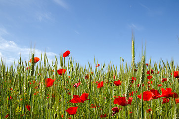 Image showing Blue sky and poppy field