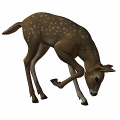 Image showing Fawn