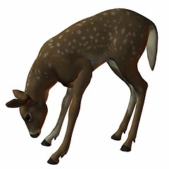 Image showing Fawn