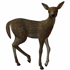 Image showing Fawn