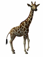 Image showing Giraffe