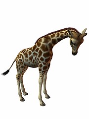 Image showing Giraffe