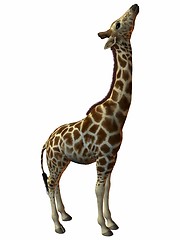 Image showing Giraffe