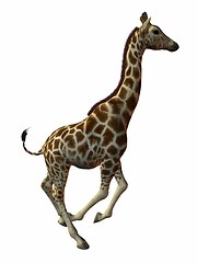 Image showing Giraffe