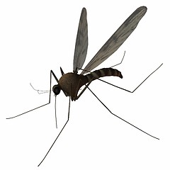 Image showing Mosquito