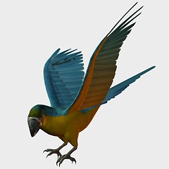 Image showing Parrot