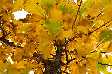 Image showing Beautiful tree with yellow autumn leaves 