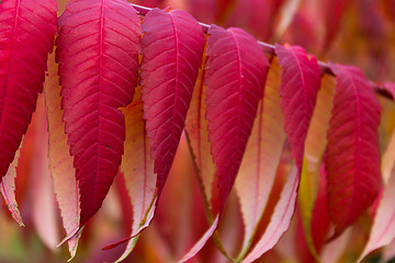 Image showing Beautiful red autumn leaves