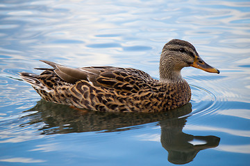 Image showing Female mallard duck on a pond