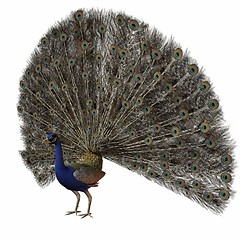 Image showing Peacock