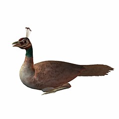 Image showing Peahen