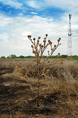 Image showing Communication between nature and technology