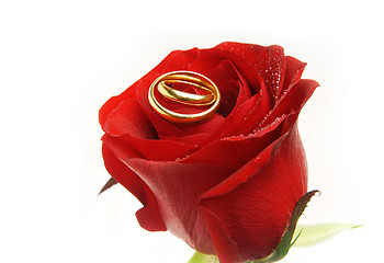 Image showing Wedding rings on the rose