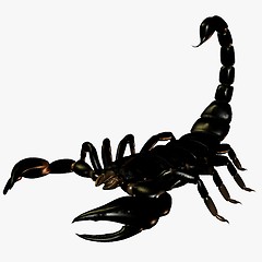 Image showing Scorpion