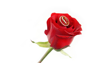Image showing Fragile rose and wedding rings
