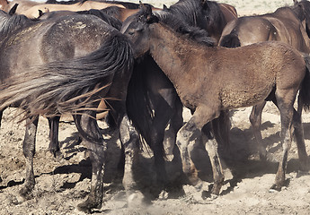 Image showing Herd of horses