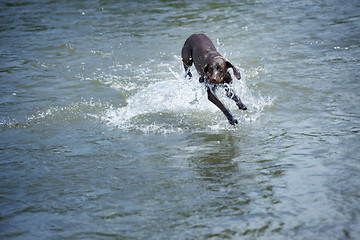 Image showing Dog in the water