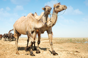 Image showing Walking camels