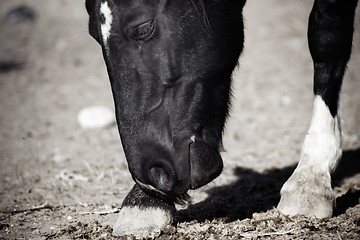 Image showing Black horse