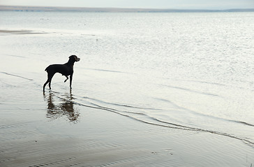 Image showing Dog and sea