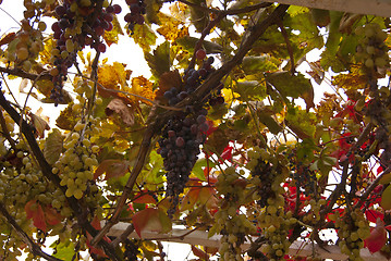 Image showing Ripe grapes